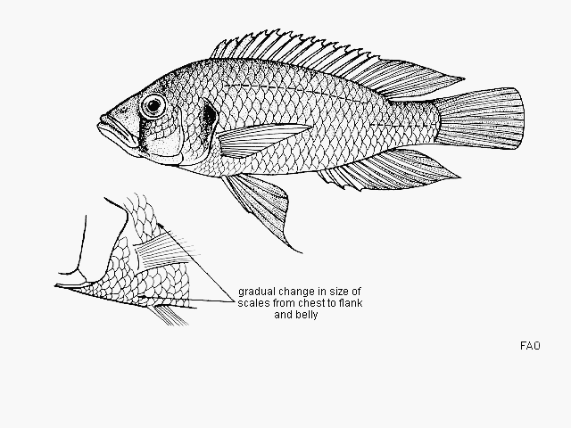 Astatotilapia bloyeti (Sauvage, 1883)